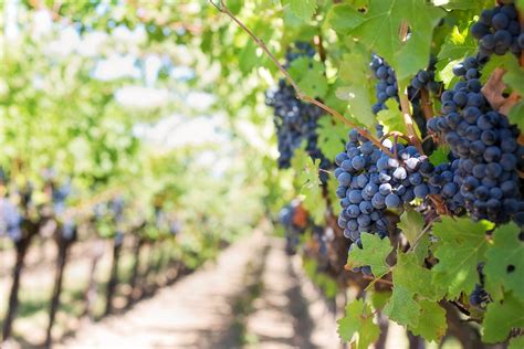 Free Images : grape, vine, fruit, flower, food, produce, agriculture ...