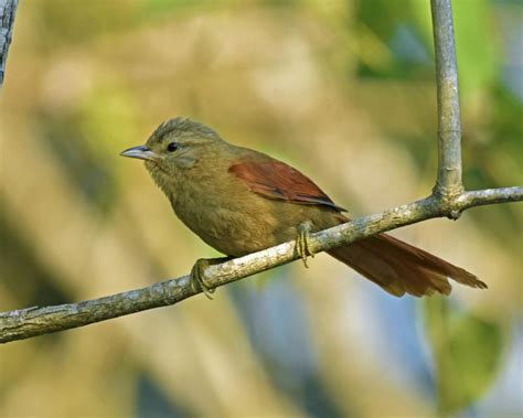 Plain Softtail Bird