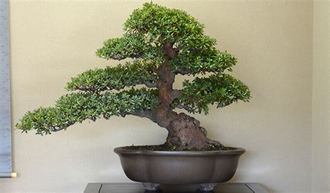 Bonsai Master Kunio Kobayashi - WAttention.com