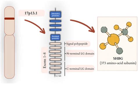 New Insights in the Diagnostic Potential of Sex Hormone-Binding ...