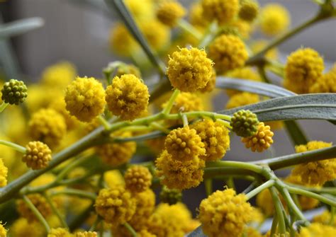 28 Species of Acacia Trees and Shrubs