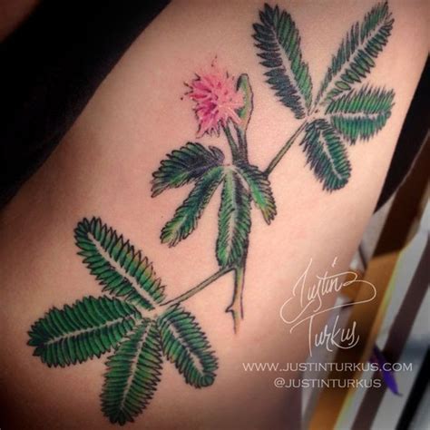 Mimosa Flower Tattoo / Fyeahtattoos Com Custom Mimosa Flower Design By ...