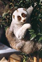 categorynycticebus bengalensis wikimedia commons