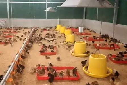 poultry farming dana asia