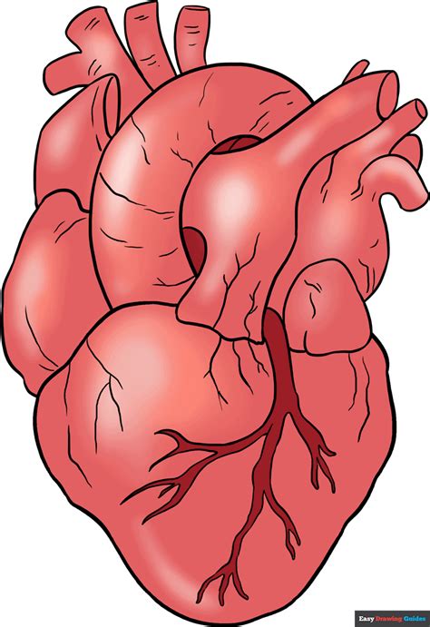 How to Draw a Human Heart - Really Easy Drawing Tutorial