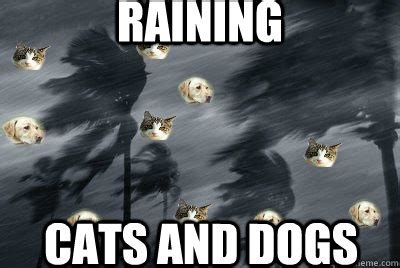raining cats and dogs - Misc - quickmeme