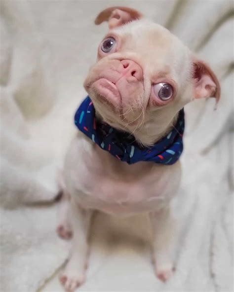 White Pugs (Leucistic & Albino Pugs): A Complete Guide