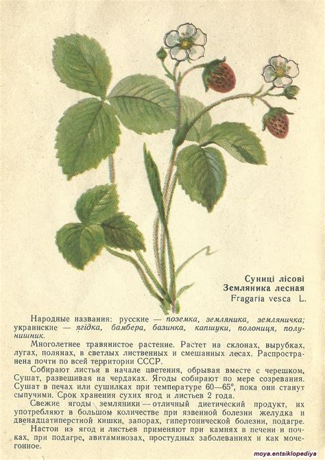 Пин от пользователя Никандра-Алёна Добрынина на доске вдохновение для ...
