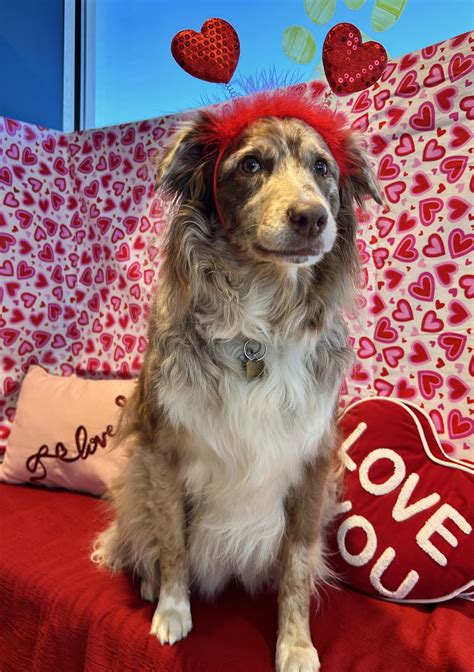 plano animal shelter 3