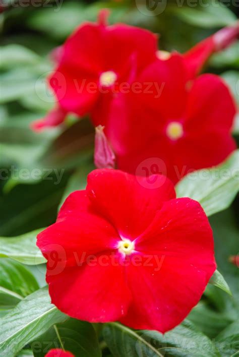 foliage vinca flowers, red vinca flowers madagascar periwinkle 7143412