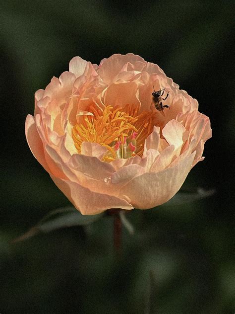 Pion 'King's Day' – Zetas Trädgård