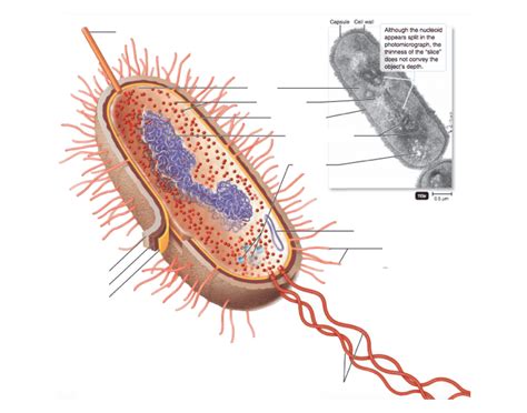 The Structure of a Prokaryotic Cell Quiz