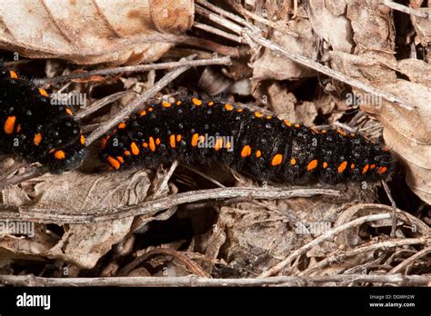 Caterpillars, or larvae, of Apollo butterfly, Parnassius apollo. Bulgaria Stock Photo - Alamy