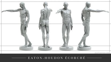 Eaton-Houdon Ecorche | Scott Eaton's Houdon Ecorche - multiple angles ...