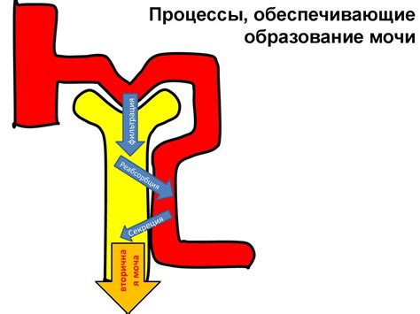 Физиология почки - презентация онлайн