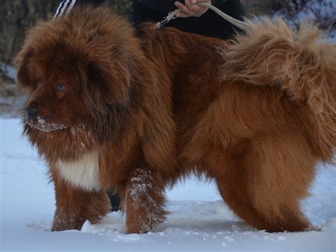 #767882 Dogs, Ginger color, Tibetan Mastiff, Snow - Rare Gallery HD