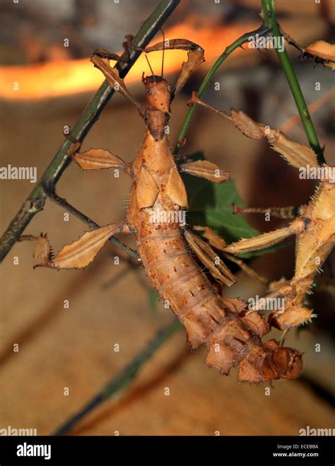 Australian Giant Prickly Stick Insect (Extatosoma tiaratum). a.k.a ...