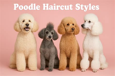 14 Must-Try Poodle Haircuts: Trendy, Practical, and Fabulous Looks
