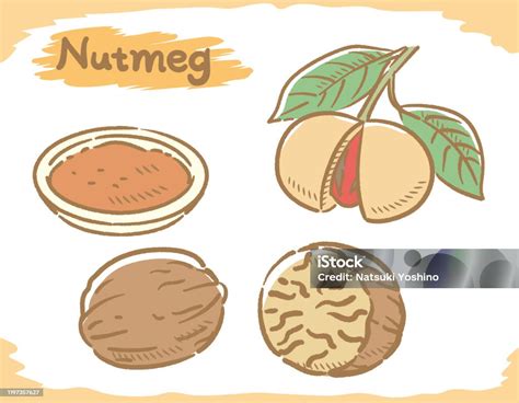 pala ilustrasi stok  gambar  asia asia pasifik