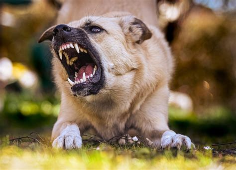 Dog Bite Scars and Treatment: Most common types of scarring and