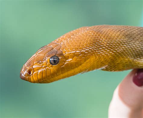 woma | San Diego Zoo Wildlife Explorers
