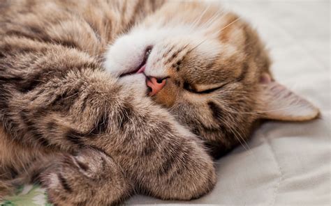 Cat Sleep wallpaper | 1920x1200 | #12117