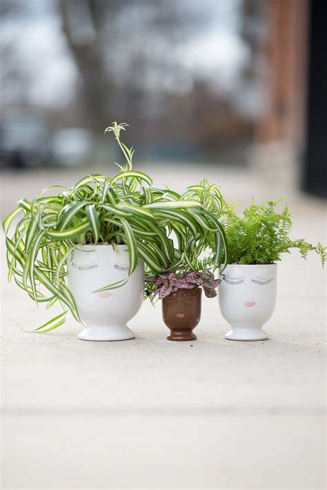 Plant + Everlasting Valentine's Day Gift Ideas – STACY K FLORAL