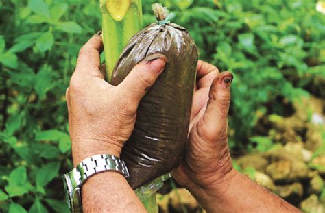 Papaya propagated by marcotting – Agriculture Monthly