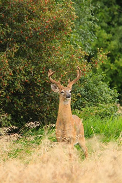 Whitetail Deer Buck with Velvet Antlers Stock Photo - Image of brown ...