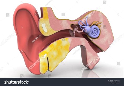 Ear Anatomy Cross Section - Abba Humananatomy