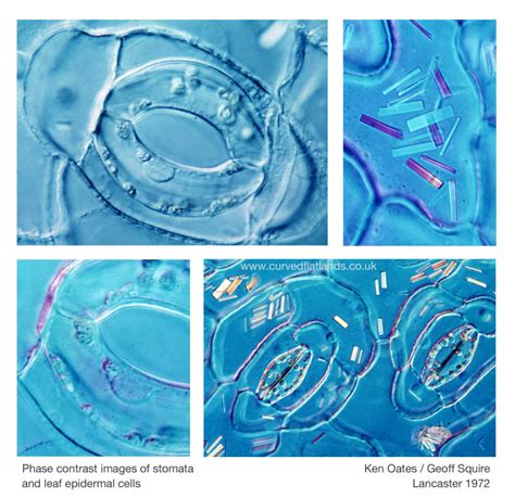 stomata – curvedflatlands