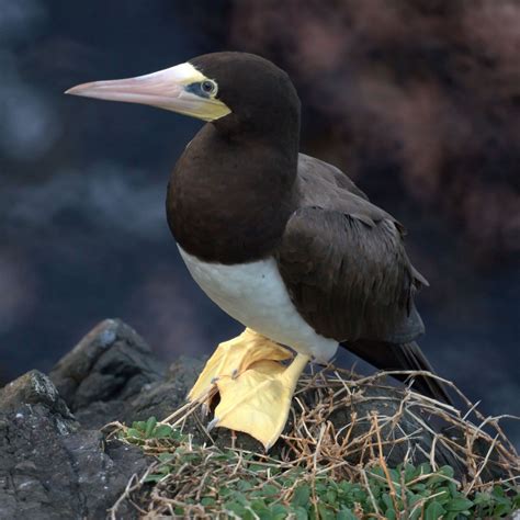 Booby | Bird, Description, Habitat, & Facts | Britannica
