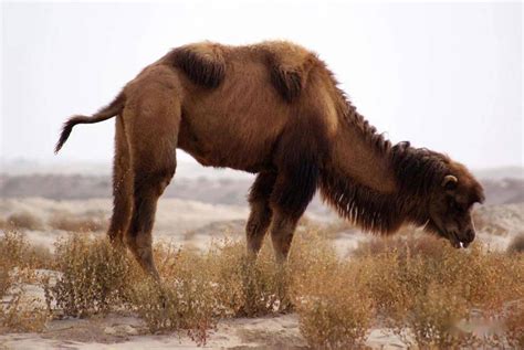 The hump hump, one of the eight treasures in ancient times, was once a ...