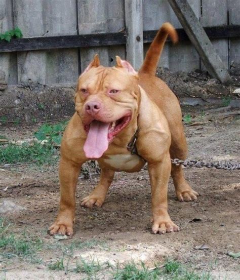 Buff Pitbull | Pitbull Puppies