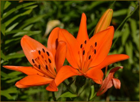 Lilie I. Foto & Bild | natur, pflanzen, motive Bilder auf fotocommunity