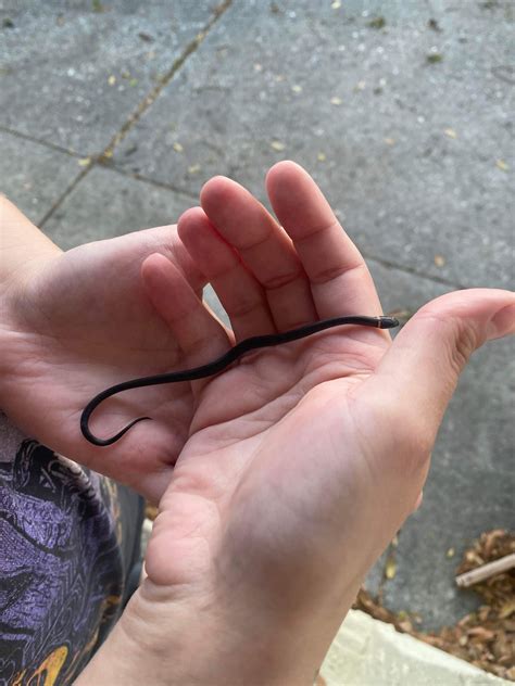 Rescued this tiny little Ring-necked Snake from my apartment today. : r