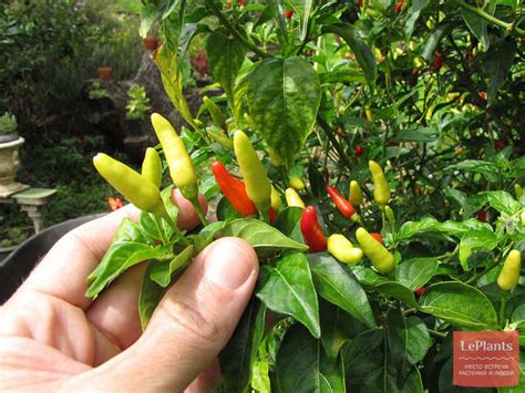 Перец горький (Capsicum annuum subsp. longum) — описание, выращивание ...