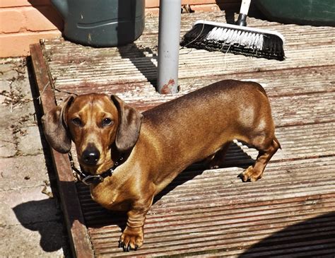 1920x1080 wallpaper | brown dachshund | Peakpx