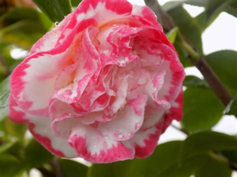 Camellia jap. Margaret Davis - Shallowmead Garden Centre
