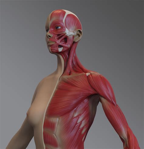 Muscle Woman Anatomy