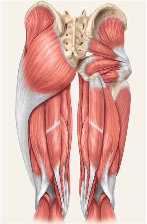 Posterior Hip and Thigh Muscles Diagram | Quizlet