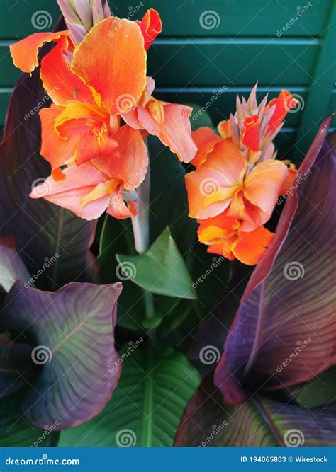 Beautiful Canna Indica Red Flower. This Plant Also Known As Canna