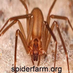 Information about the recluse spider - spiderfarm.org