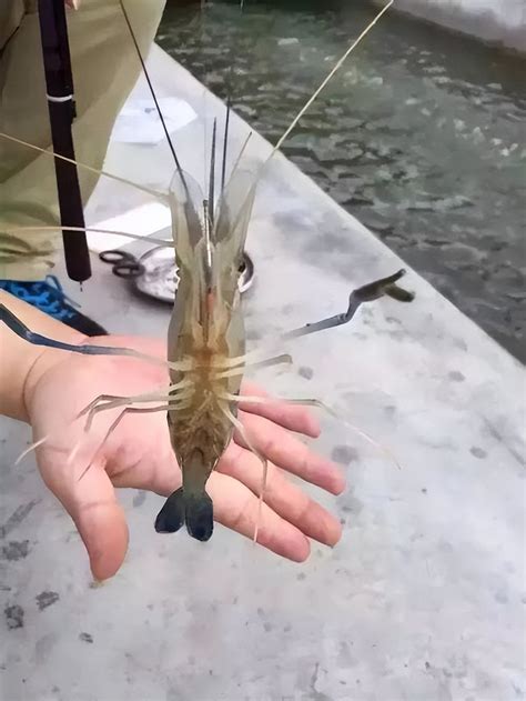 fishing  wild macrobrachium rosenbergii  ceiling