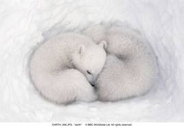 Funny wallpapers|HD wallpapers: polar bear cubs sleeping