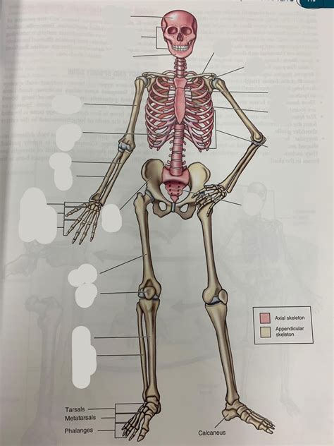 AnP ch8 skeleton Diagram | Quizlet