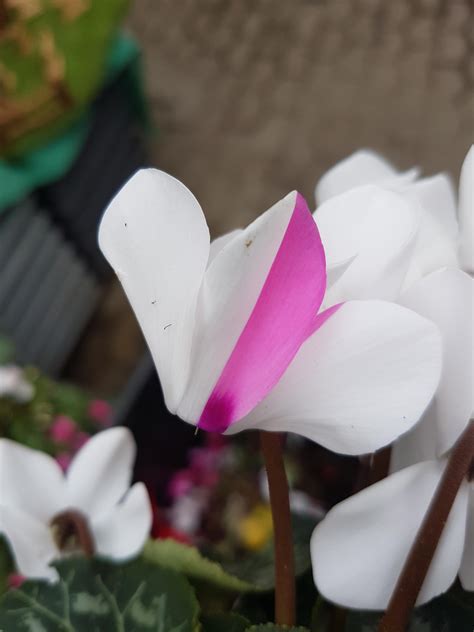 Mutation In Plants
