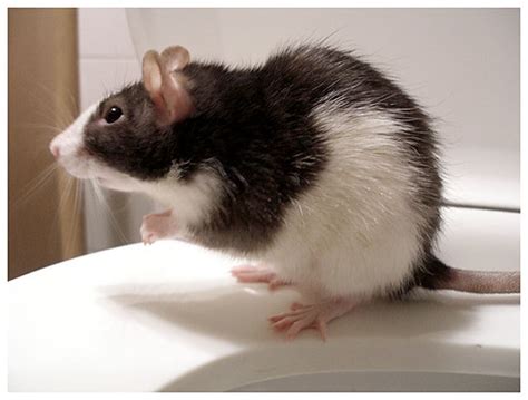 What Happens to the Spines of Bipedal Rats? | My Upright Life