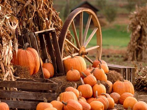 Fall Harvest Wallpapers - Top Free Fall Harvest Backgrounds ...
