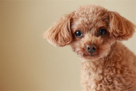 かわいい犬の種類人気7選！ 小型犬・中型犬・大型犬別に紹介 | 写真展・ フジフイルム スクエア（FUJIFILM SQUARE）